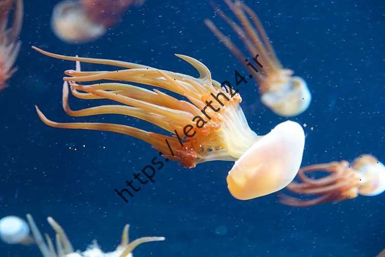 از اینجا برو بیرون!