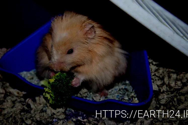 What do animals eat